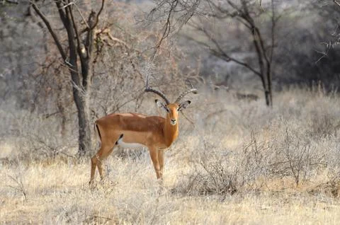 Impala Fotos de archivo