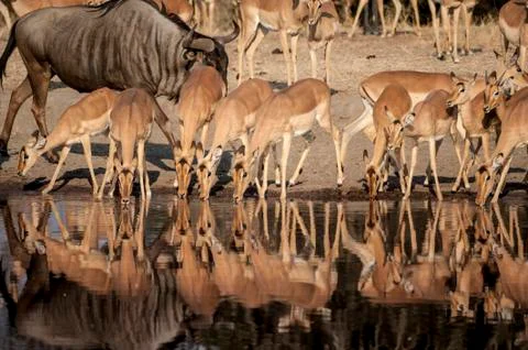 Impala Stock Photos