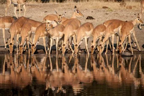 Impala Stock Photos