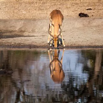 Impala Stock Photos