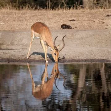Impala Stock Photos