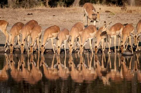 Impala Stock Photos