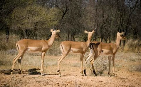 Impala Stock Photos