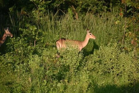 Impala Stock Photos