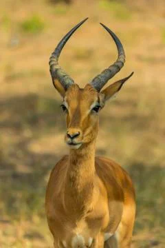 Impala portrait Stock Photos