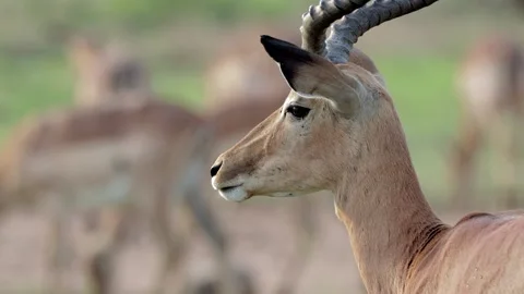 Impala ram closeup Stock Footage 303771928