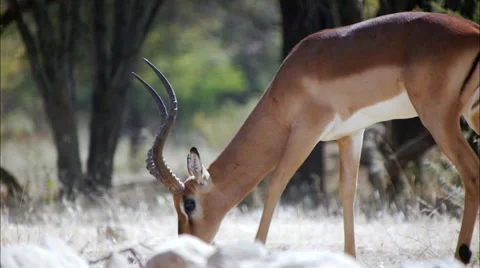 Impala Ram Video stock 62558451