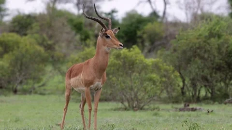 An impala ram keeping an eye on the lioness Stock Footage 254467693