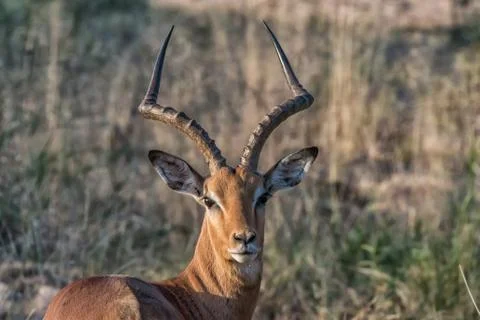 Impala ram looking back towards the camera Stock Photos
