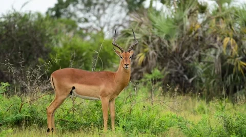 Impala ram in profile - Tembe South Africa Stock Footage 59726933