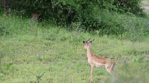 An impala ram snorting as he sees the leopard in the bush 動画素材 324855855