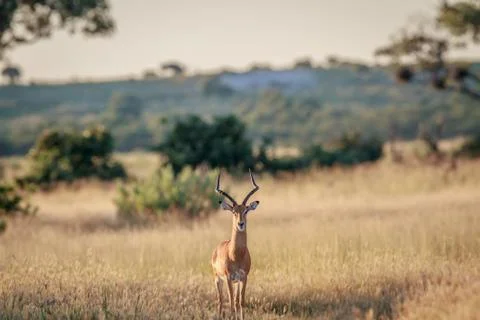 Impala ram starring at the camera. Stock Photos
