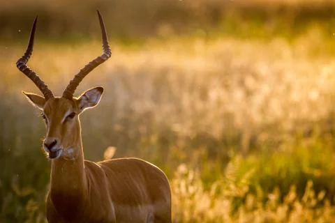 Impala ram starring at the camera. Stock Photos