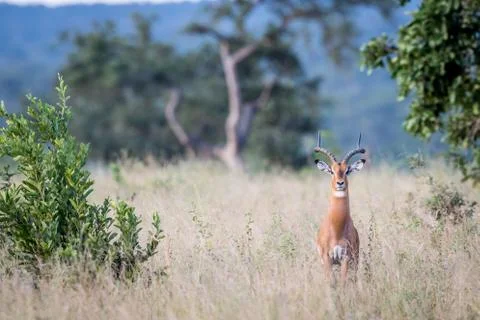 Impala ram starring at the camera. Stock Photos