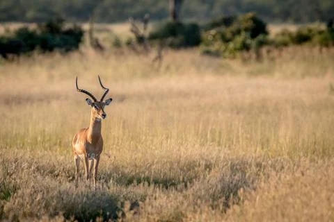 Impala ram starring at the camera. Stock Photos