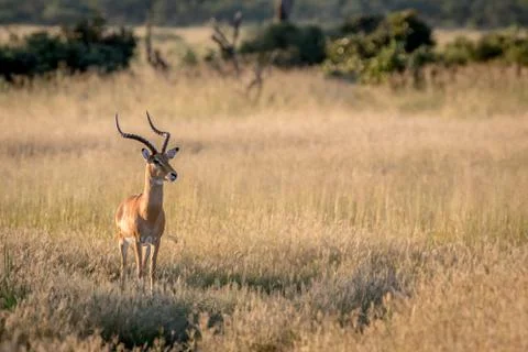 Impala ram starring at the camera. Stock Photos