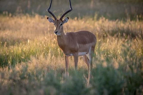 Impala ram starring at the camera. Stock Photos