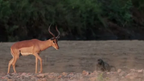 Impala ram walking in riverbed Stockbeeldmateriaal 303771944