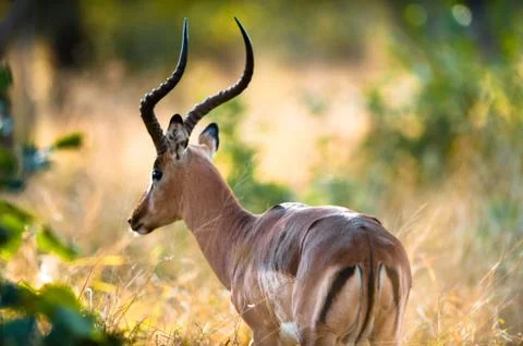 Impala rear Stock Photos