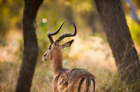 Impala rear Stock Photos
