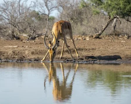 Impala Reflected in a Waterhole while Drinking Stock Photos