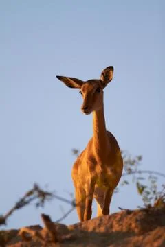 Impala on ridge Stock Photos