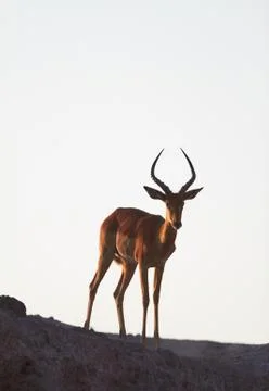 Impala on ridge Stock Photos