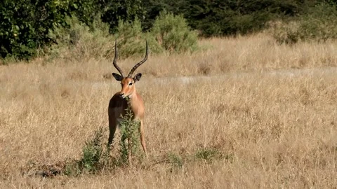Impala rubbing its face on a bush Stock Footage 314234296