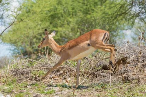 Impala on the run Stock Photos