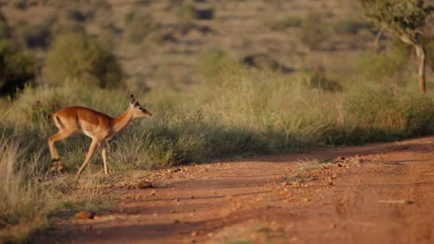 Impala running across dirt road in grassland savannah Stock Footage 310969906