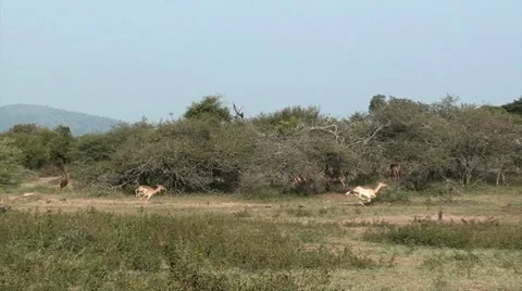 Impala running and jumping Stock Footage 11415086