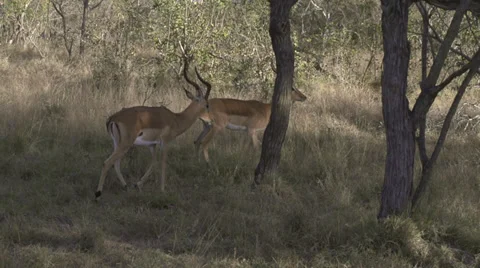 Impala running 動画素材 27244701
