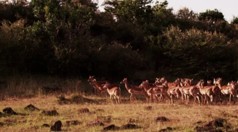 Impala Running at Sunset in Slow Motion Stock-Footage 41607165