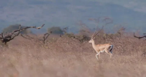 Impala running through dry grass in Savannah at day Video stock 314780552