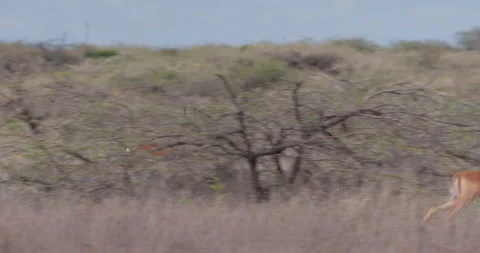 Impala running through grass and thicket in sunny savannah Stock Footage 314791228