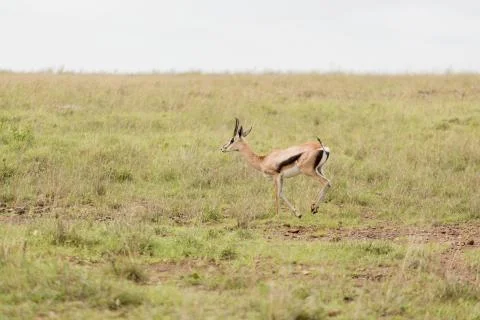 An impala running in the wild Stock Photos
