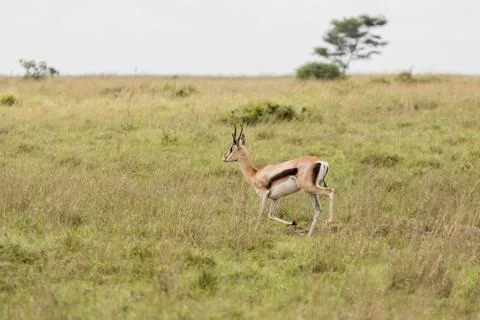 An impala running in the wild Stock Photos
