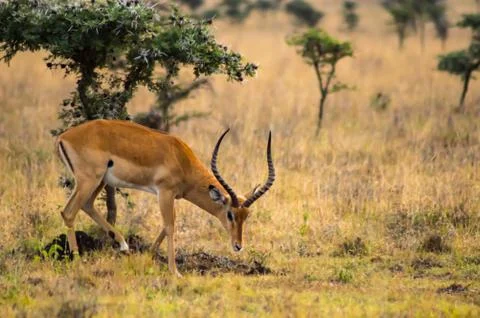 Impala in the savannah scrub Foto stock