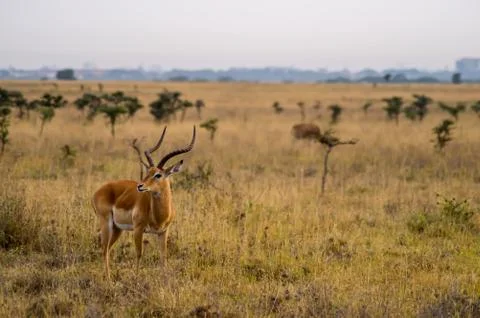 Impala in the savannah scrub Stock Photos