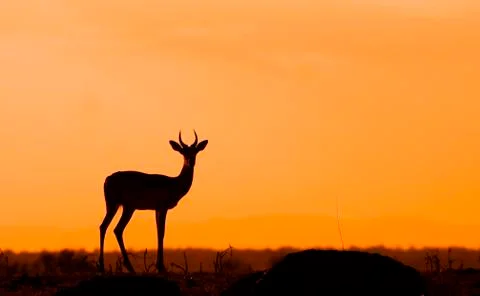 Impala silhouette Stock Photos