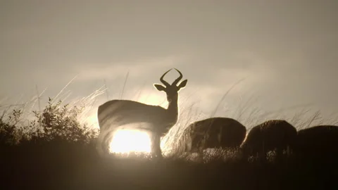 Impala silluettes Stock Footage 141946158