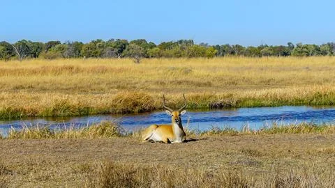 Impala sitting in a field next to river in botswana africa Stock Photos
