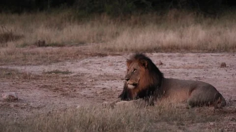 Impala snorting at a male lion 動画素材 328928945
