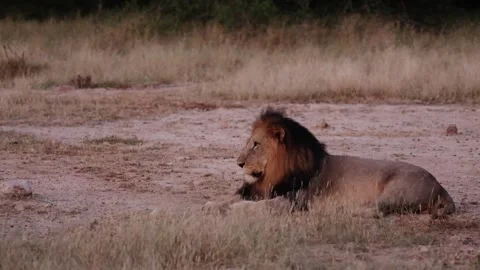 Impala snorting at a male lion 動画素材 328928949