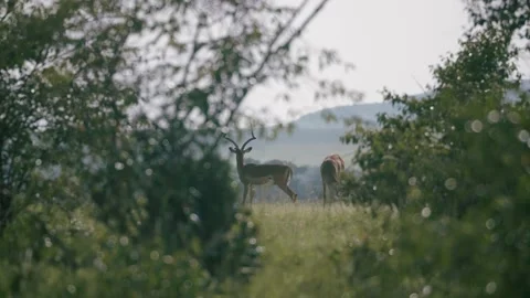 Impala stand behind the trees, rack focus. Stock-Footage 156466308