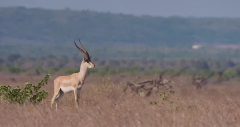 Impala standing alert in dry grass scanning horizon at day Vídeo Stock 314784774