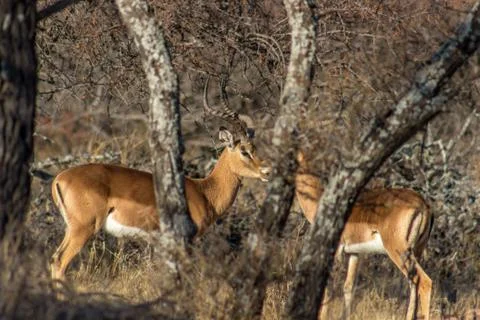 Impala standing face to face bihind a bushveld tree Stock Photos