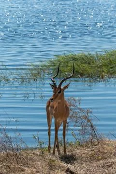 Impala standing on riverfront chobe, botswana, africa. after drinking water. Stock Photos