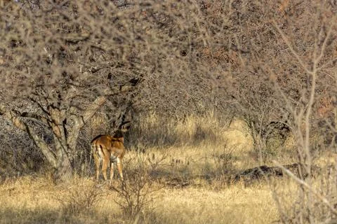 Impala standing in the shade of a tree Stock Photos