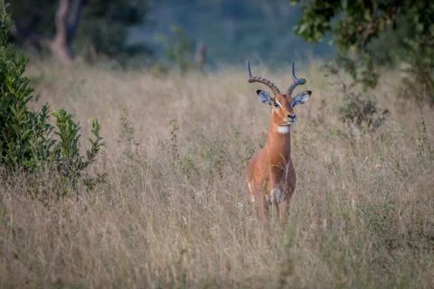 An Impala staring at the camera. Stock Photos